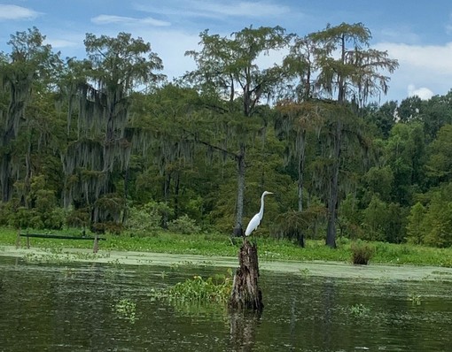 leblanc swamp tours alt