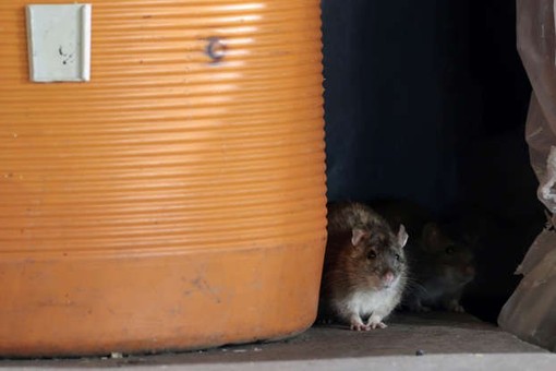 vauxhall corsa 1.2 ecoflex alt